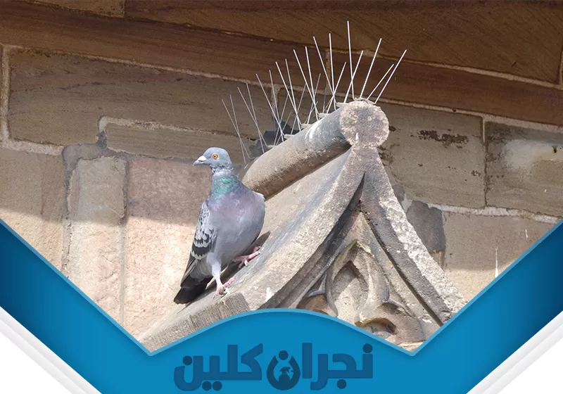 شركه طارد حمام بنجران 0566353695 نجران كلين تُظهر الصورة حمامة تقف على حافة بناء حجري مزخرف، وقد تم تركيب شوك الحمام على طول الحافة العلوية للحماية من استقرار الطيور.