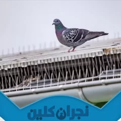 شركة تركيب طارد الحمام بنجران
