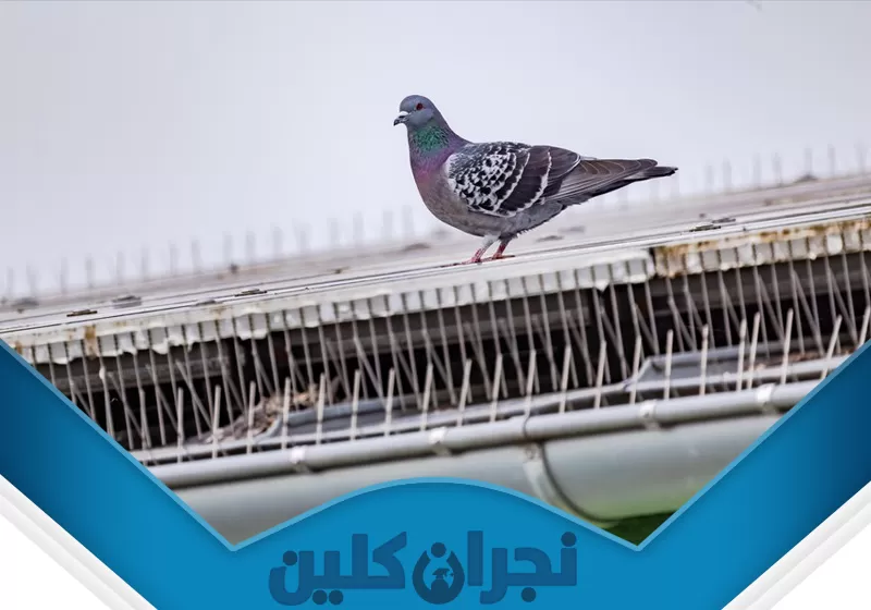 شركة تركيب طارد الحمام بنجران